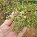Fennel Seeds (4)