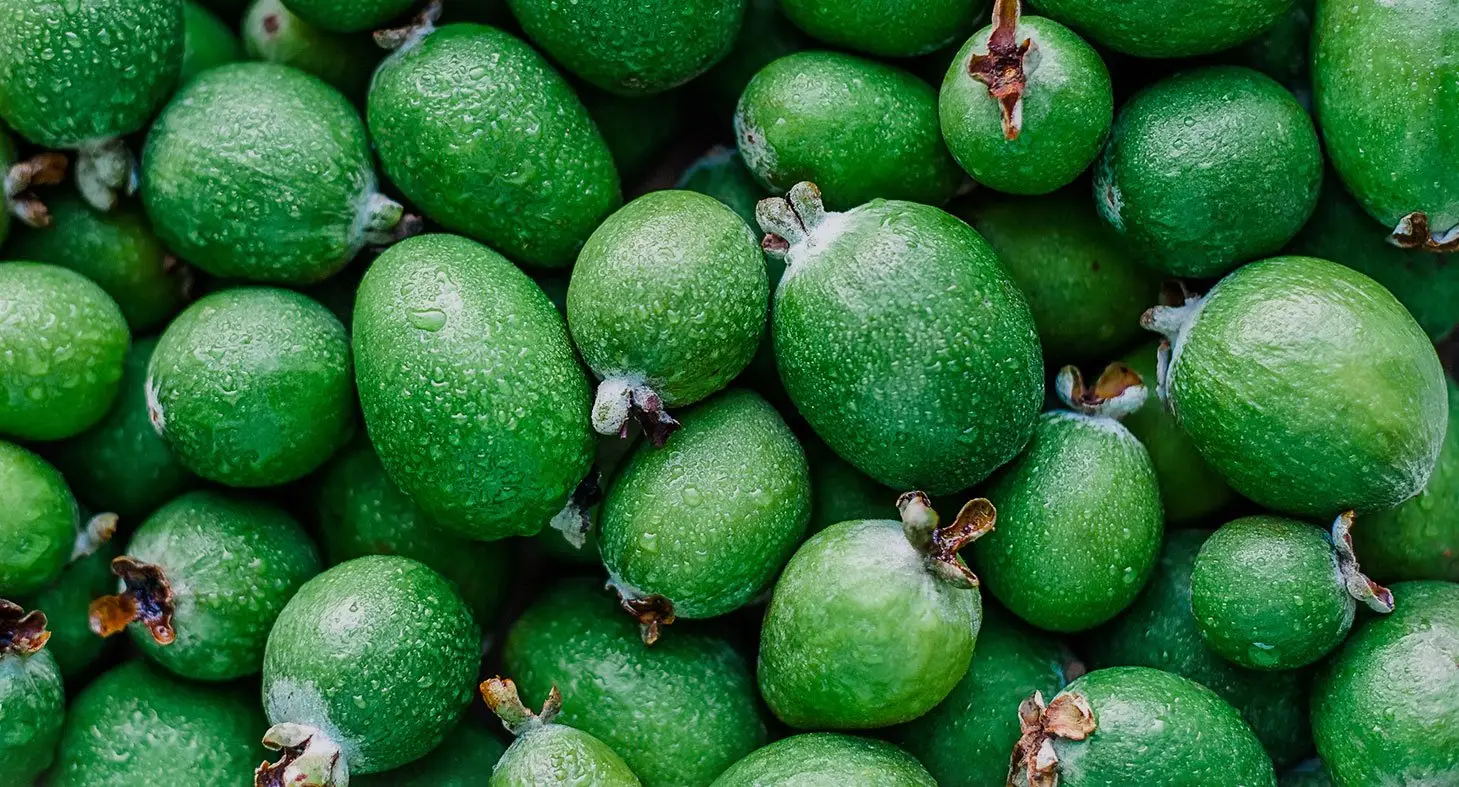 frutos de feijoa verdes