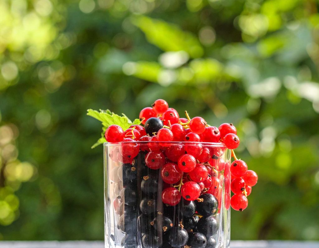 Un verre transparent rempli de groseilles rouges, placé sur une surface texturée avec des polyphénols mitohéal flous