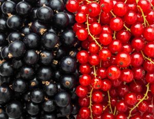 blackcurrant and redcurrant fruit