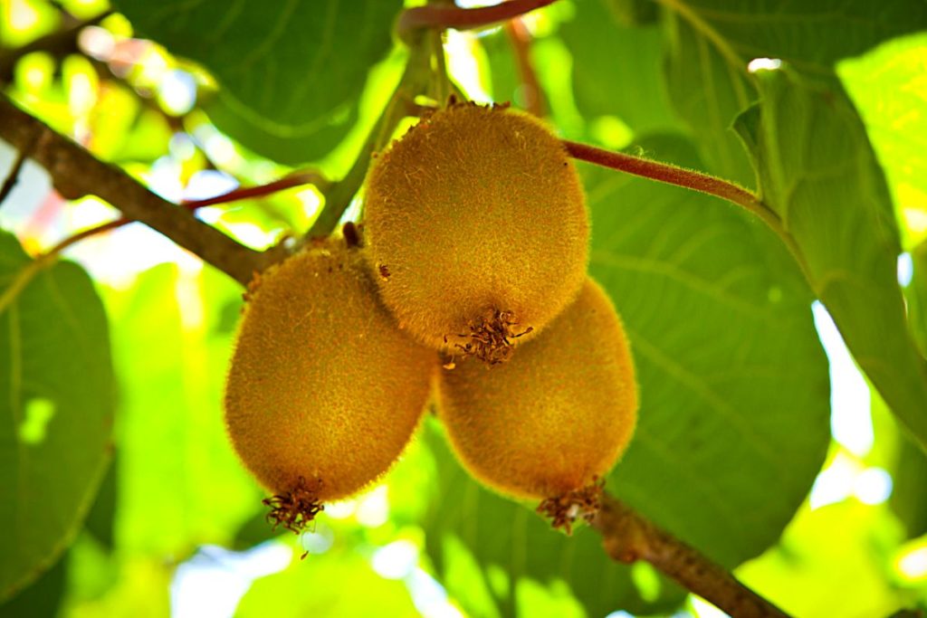 kiwi tree with leaf