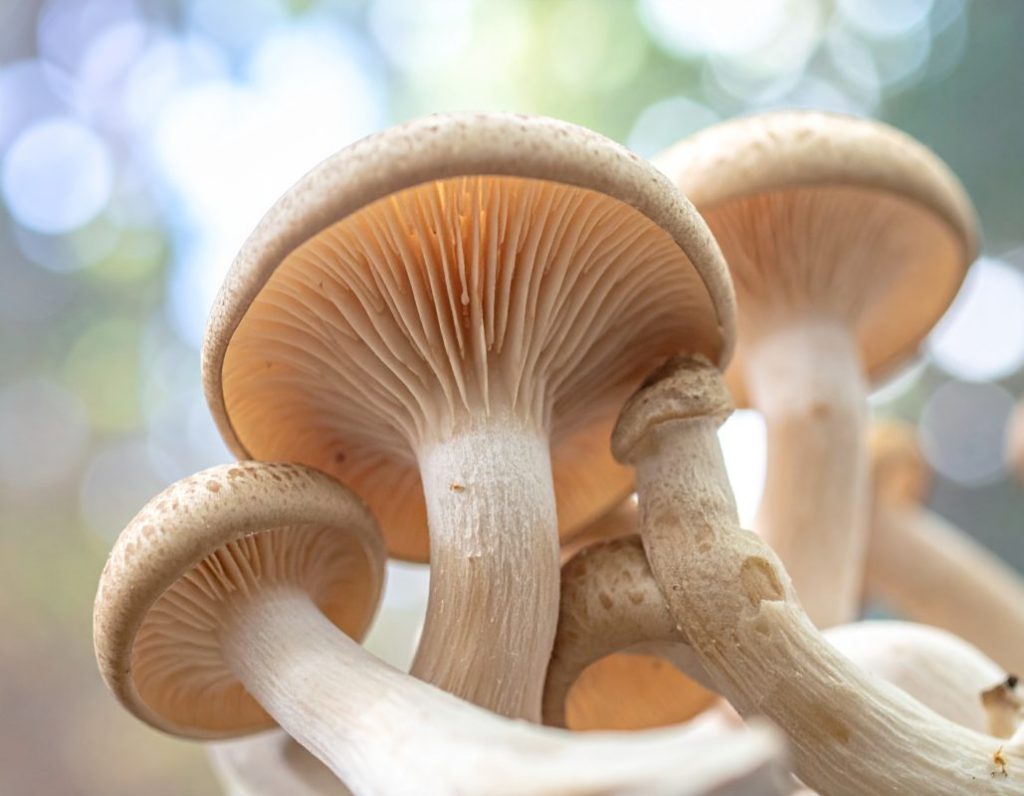Un primer plano de hongos orgánicos, ambientado en una estética suave, científica y natural.