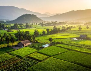 緑豊かな畑を描いた、大規模な自然インドの農業のリアルな風景