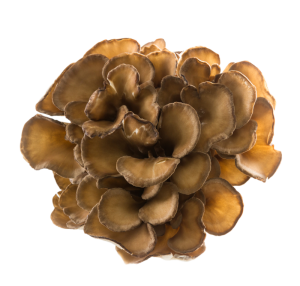 Hongo maitake orgánico