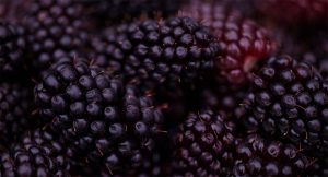 plan macro de moras