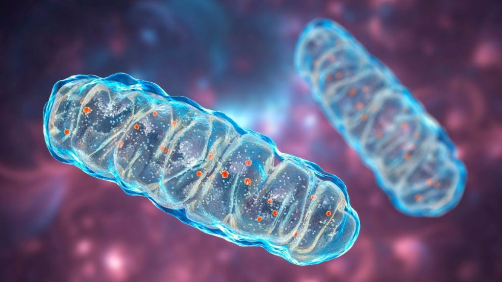 mitochondria dr ergo scientific angle