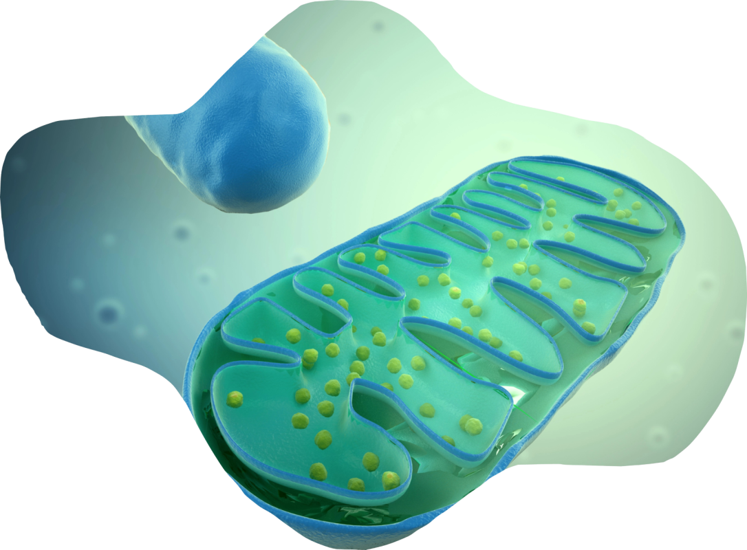 mitochondria l ergothioneine dr ergo scientific angle