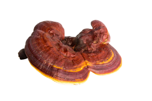 hongo reishi orgánico
