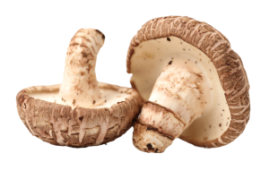 hongo shiitake orgánico