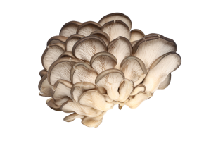 ostra pleurotus ostreatus_hongo