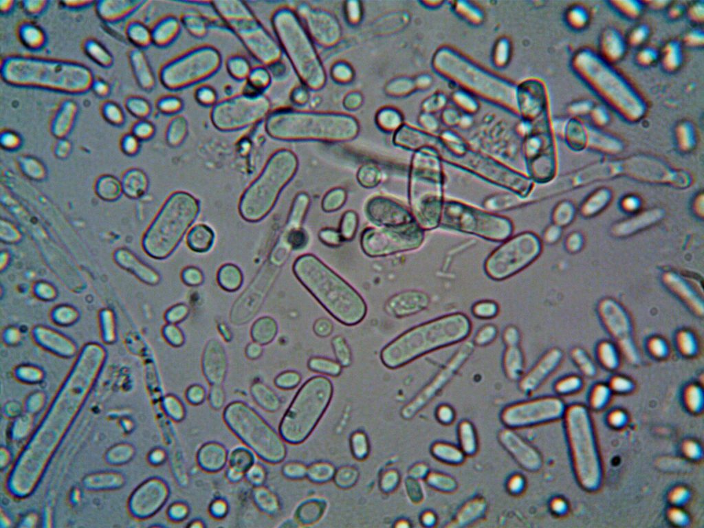 cells scientific view microscopic postbiotic