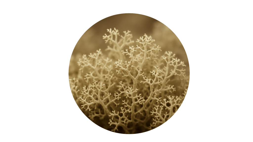 vitamine D3 - Cladonia rangiferina