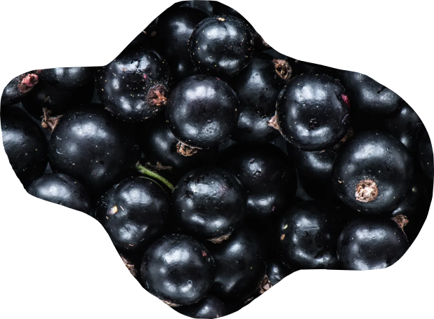 blackcurrant fruit zoom
