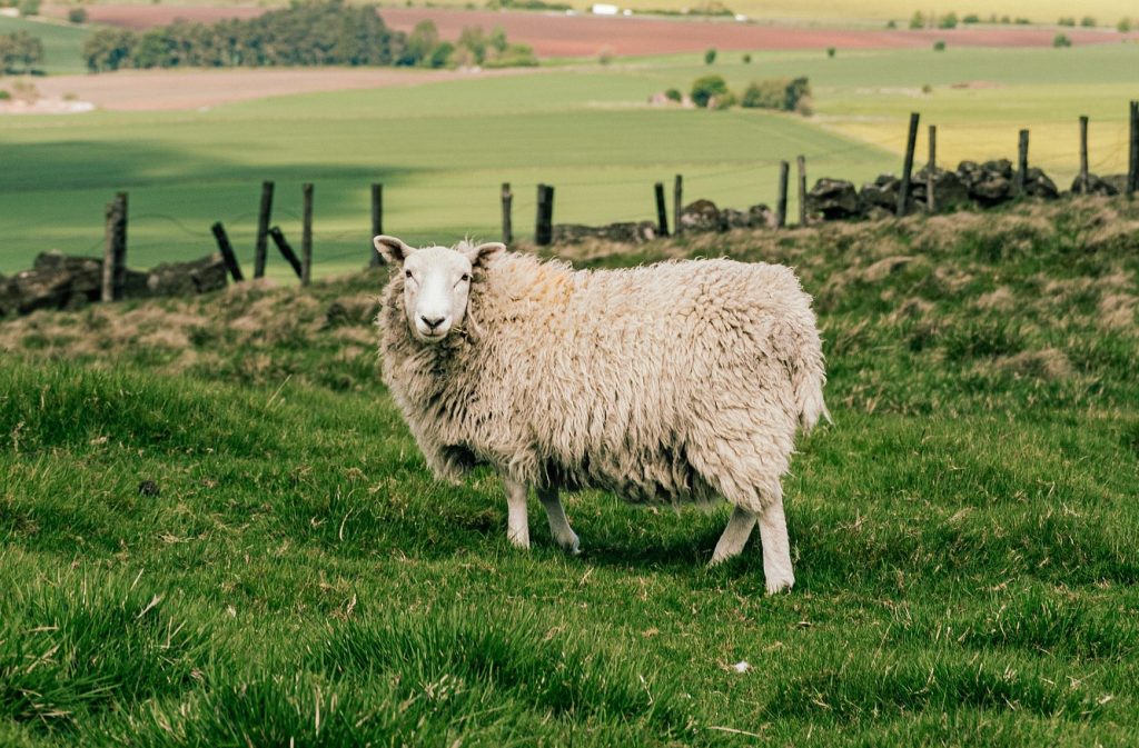mouton pré avec montages