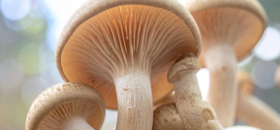 Un gros plan de champignons biologiques, dans une esthétique douce, scientifique et naturelle