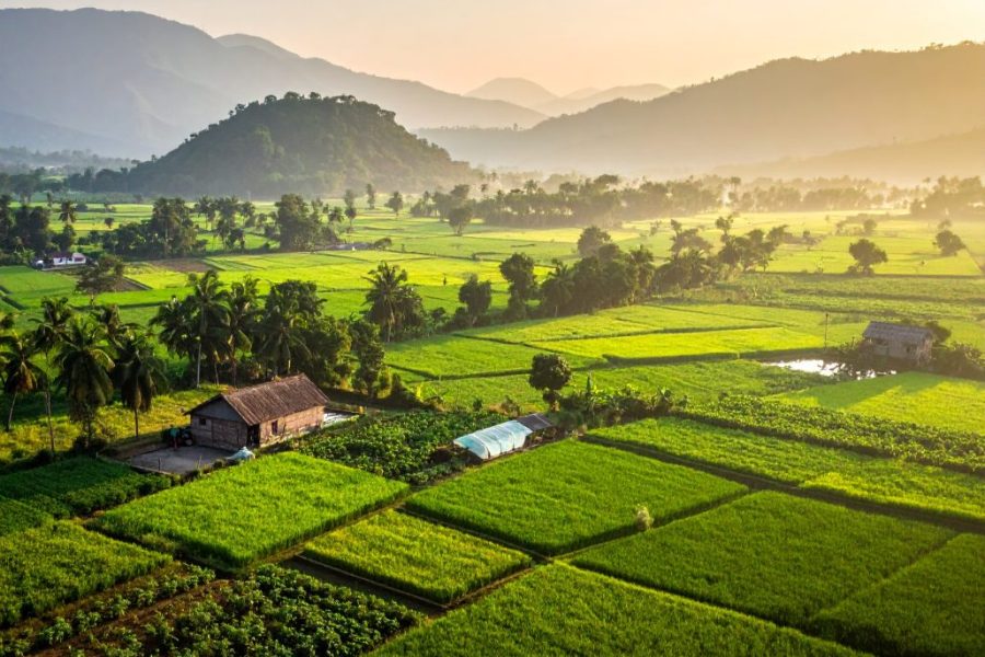 Un paesaggio realistico di agricoltura indiana naturale su larga scala, che mette in mostra lussureggianti campi verdi
