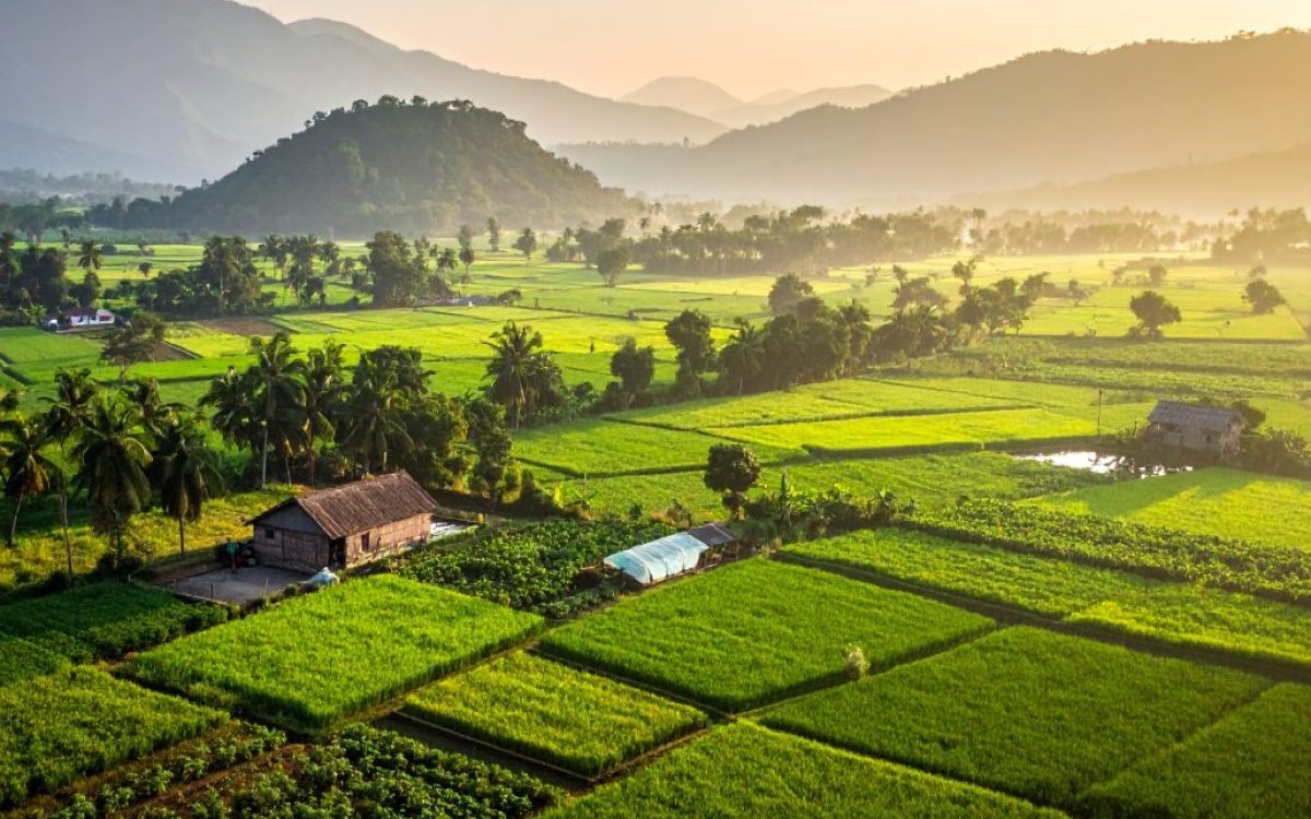 Un paisaje realista de agricultura india natural a gran escala, que muestra un exuberante campo verde.
