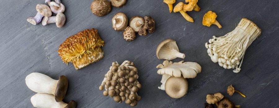 champignons sur police grise