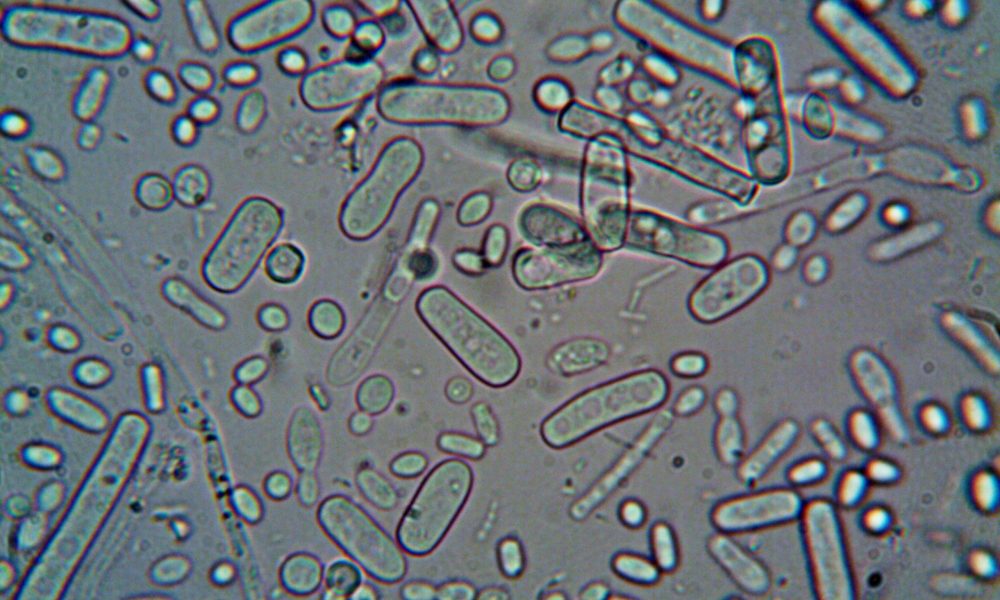 cells scientific view microscopic postbiotic