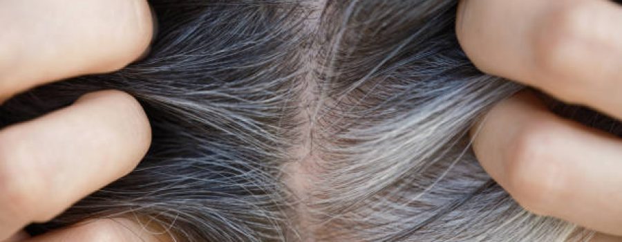 Een vrouw toont haar grijze haarwortels. Het concept van grijs worden. Close-up.