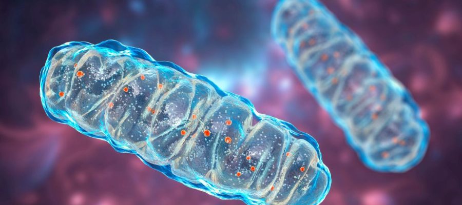 Mitochondrien Dr. Ergo wissenschaftlicher Blickwinkel