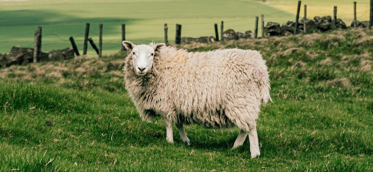 mouton pré avec montages
