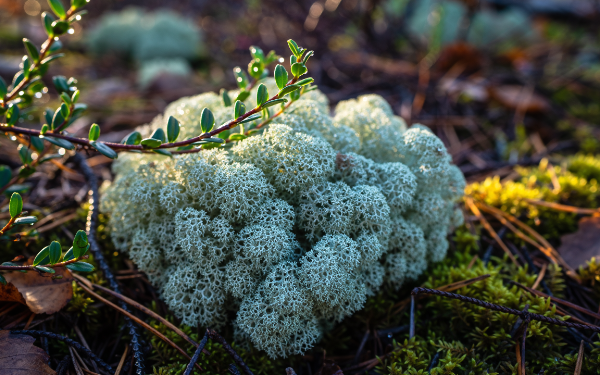 vitamin D3 bio_lichen des rennes dans son milieu naturel